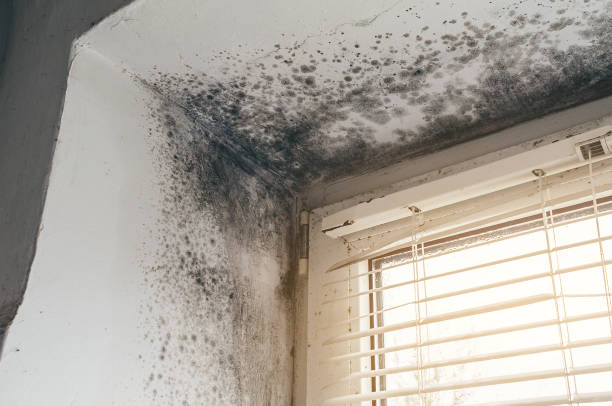 Affordable Crawl Space Mold Removal solutions in Long Branch, VA